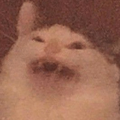 Gatitos 🤌 7
