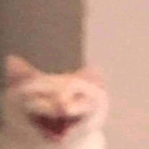 Gatitos 🤌 5