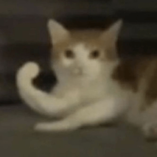 Gatitos 🤌 1