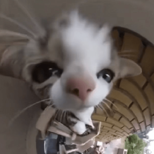 Gatitos 🤌 26