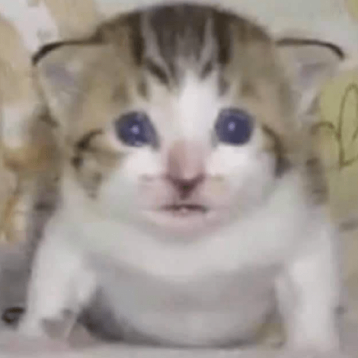 Gatitos 🤌 20
