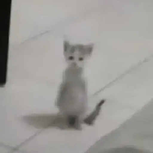 Gatitos 🤌 21