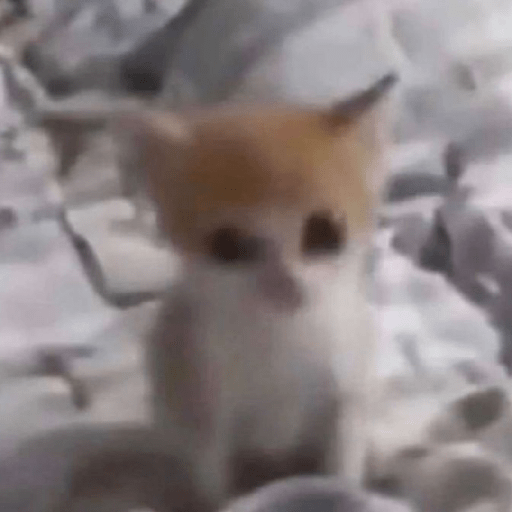 Gatitos 🤌 22