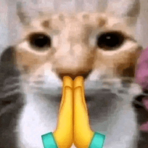 Gatitos 🤌 24