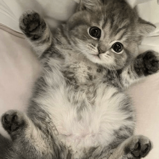 💝🐱Michitos bonitos🐱💝 2