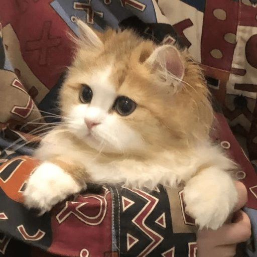 💝🐱Michitos bonitos🐱💝 6