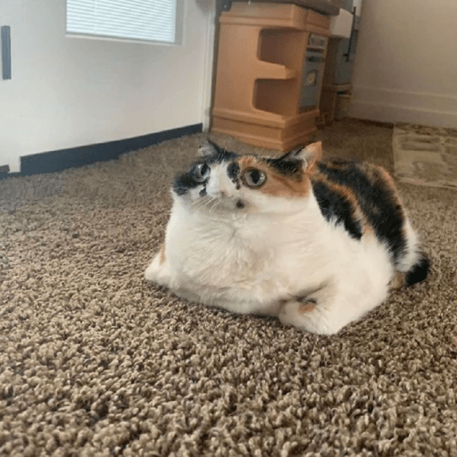 💝🐱Michitos bonitos🐱💝 10