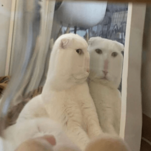 💝🐱Michitos bonitos🐱💝 9