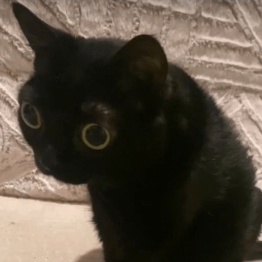 💝🐱Michitos bonitos🐱💝 11
