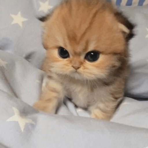 💝🐱Michitos bonitos🐱💝 3