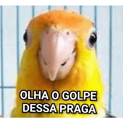 Memes de pássaros 1
