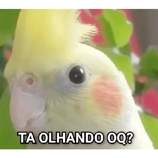 Memes de pássaros 2