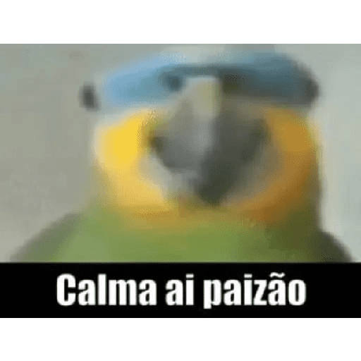 Memes de pássaros 3