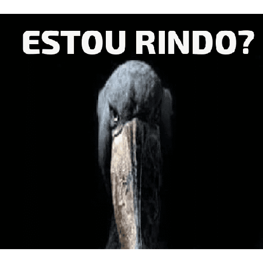 Memes de pássaros 4