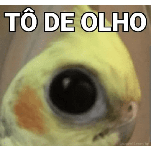 Memes de pássaros 5