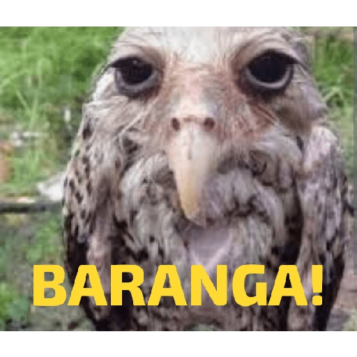 Memes de pássaros 6