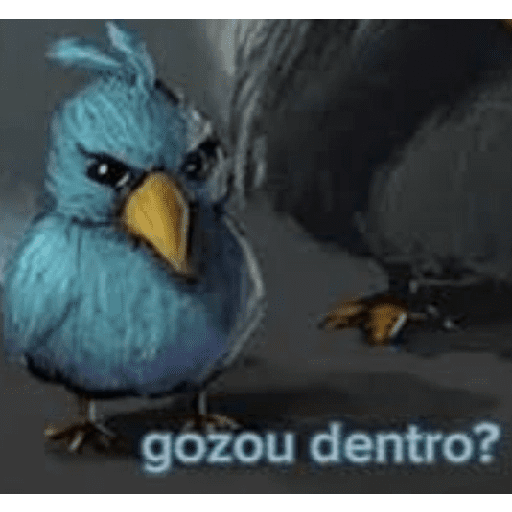 Memes de pássaros 8