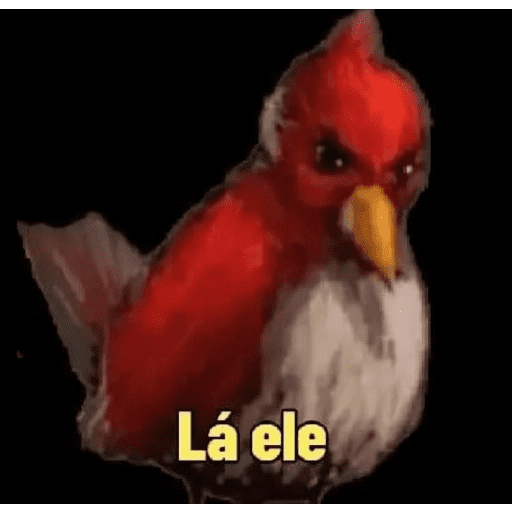 Memes de pássaros 9