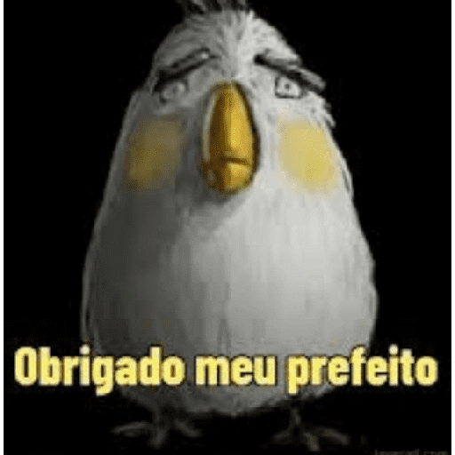 Memes de pássaros 13
