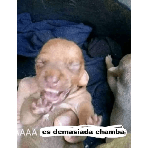 Apoco si 🤨? 7