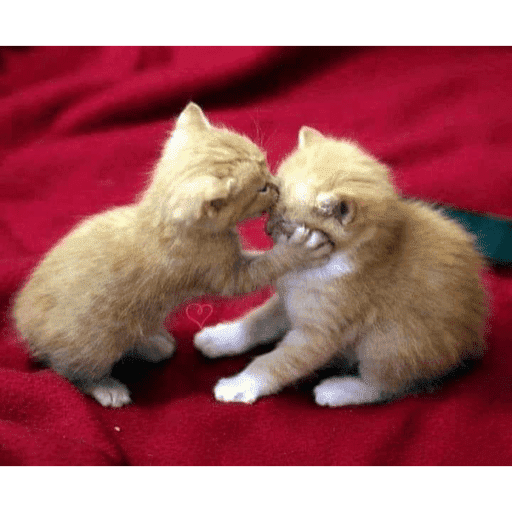 Love n cute  9