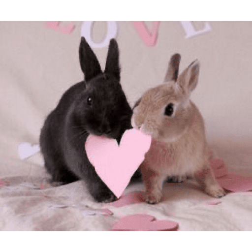 Love n cute  15