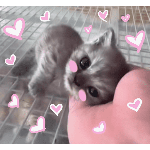 Love n cute  14
