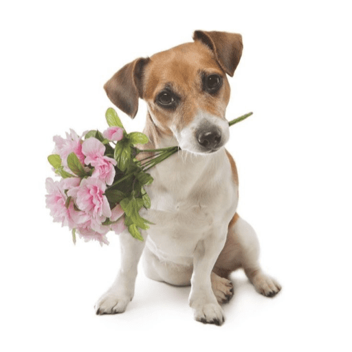 Love n cute  1