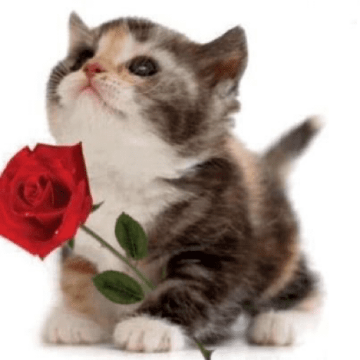 Love n cute  8