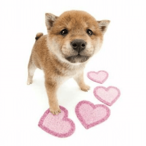 Love n cute  2