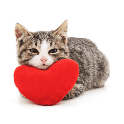Love n cute  7