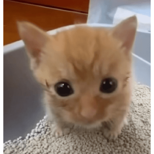 Gatos fofos 🐾🐈 2 3