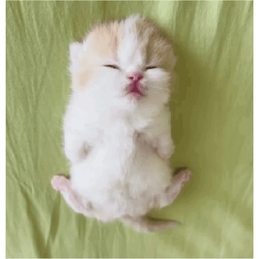 Gatos fofos 🐾🐈 2 4