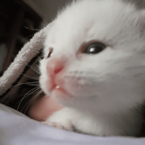 Gatos fofos 🐾🐈 2 5