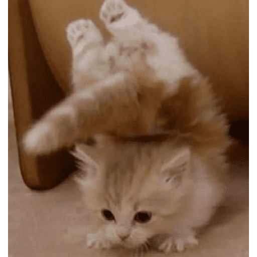 Gatos fofos 🐾🐈 2 7