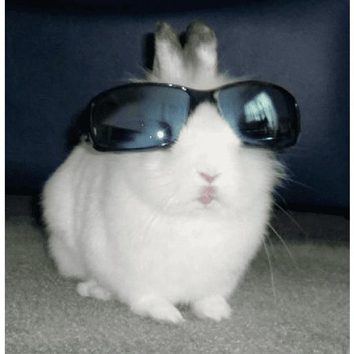 ╭・Conejoss𓂃❨˖ ₊ ⊹ 1