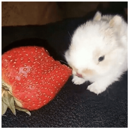 ╭・Conejoss𓂃❨˖ ₊ ⊹ 2
