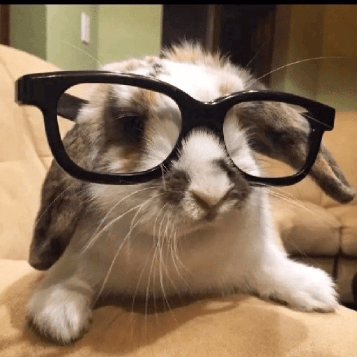 ╭・Conejoss𓂃❨˖ ₊ ⊹ 3