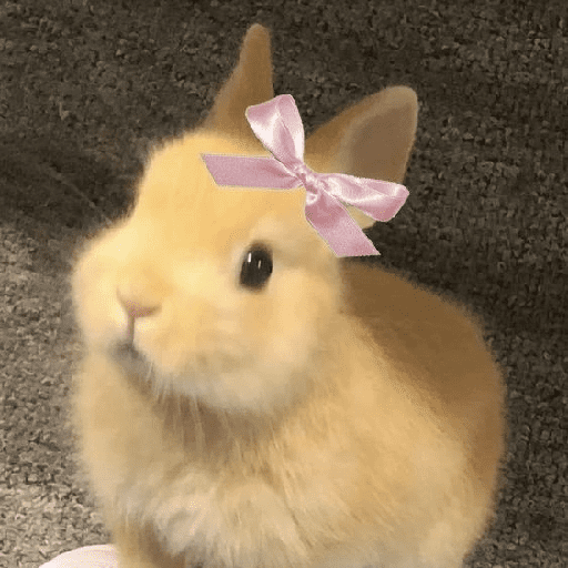 ╭・Conejoss𓂃❨˖ ₊ ⊹ 4