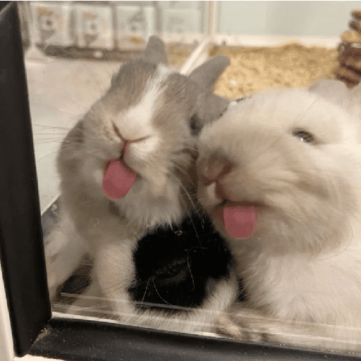 ╭・Conejoss𓂃❨˖ ₊ ⊹ 6
