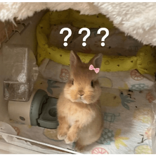 ╭・Conejoss𓂃❨˖ ₊ ⊹ 7