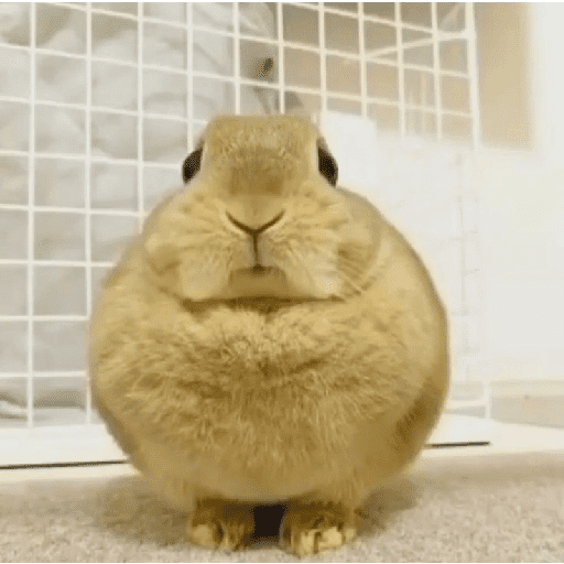 ╭・Conejoss𓂃❨˖ ₊ ⊹ 8