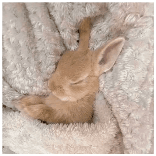 ╭・Conejoss𓂃❨˖ ₊ ⊹ 9