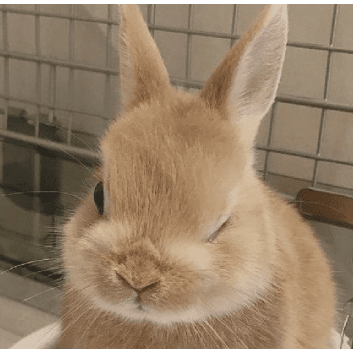 ╭・Conejoss𓂃❨˖ ₊ ⊹ 10
