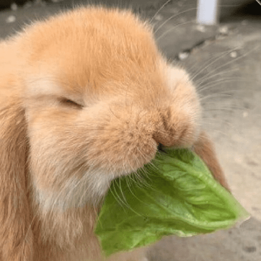 ╭・Conejoss𓂃❨˖ ₊ ⊹ 11