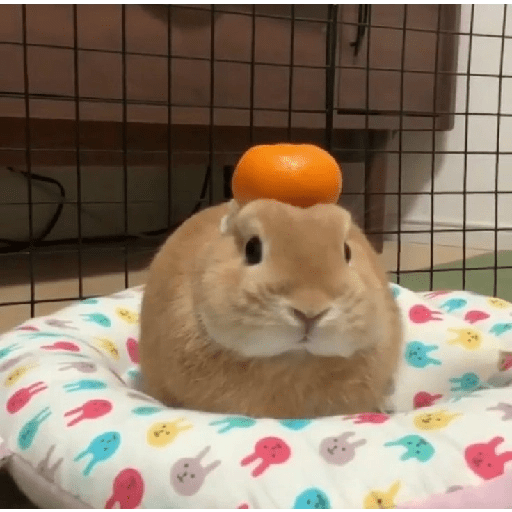 ╭・Conejoss𓂃❨˖ ₊ ⊹ 12
