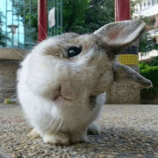 ╭・Conejoss𓂃❨˖ ₊ ⊹ 14
