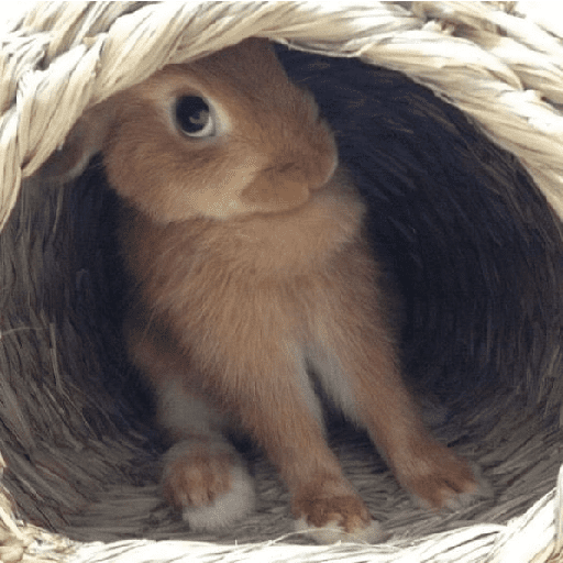 ╭・Conejoss𓂃❨˖ ₊ ⊹ 15