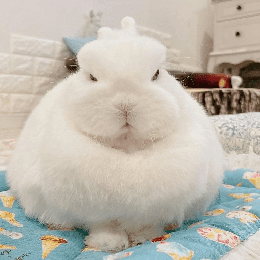 ╭・Conejoss𓂃❨˖ ₊ ⊹ 17