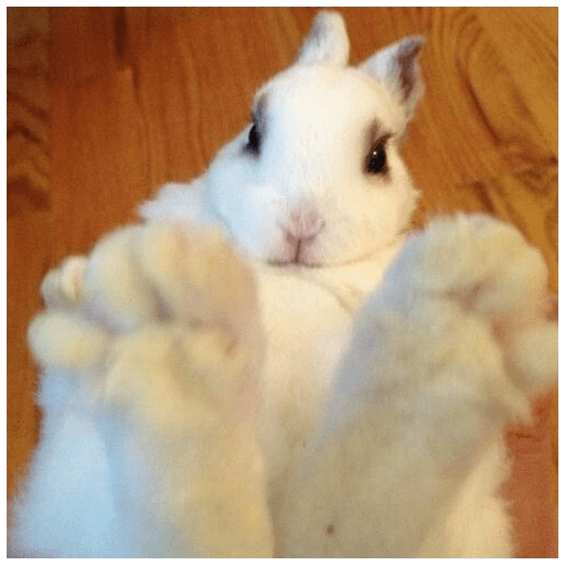 ╭・Conejoss𓂃❨˖ ₊ ⊹ 18